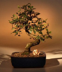 Chinese Elm Bonsai Tree - Medium -Curved Trunk Style -(Ulmus Parvifolia)