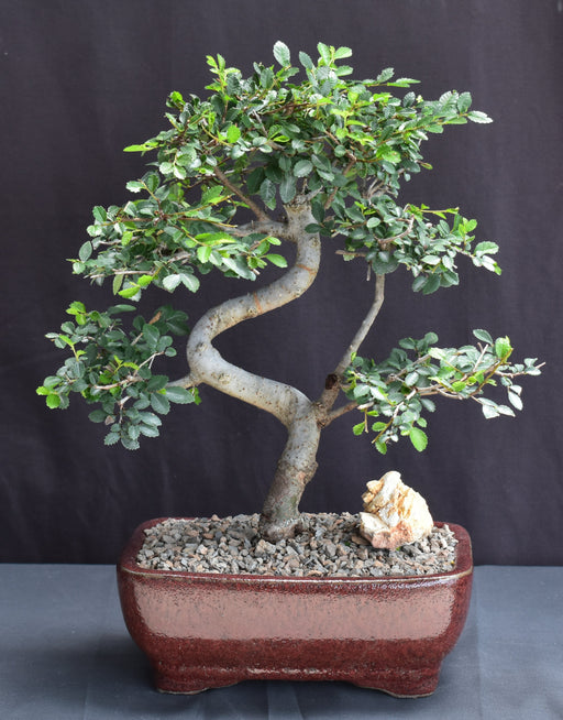 Chinese Elm Bonsai Tree - Medium -Curved Trunk Style -(Ulmus Parvifolia)