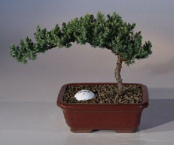 Juniper with Fairway Golf Ball -(Juniper Procumbens nana)