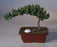 Juniper with Fairway Golf Ball -(Juniper Procumbens nana)