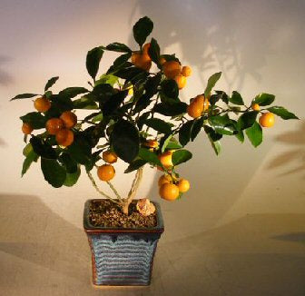 Orange Citrus Bonsai Tree -(Calamondin Orange)
