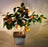 Orange Citrus Bonsai Tree -(Calamondin Orange)