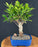 Ficus Retusa Bonsai Tree-Aged Straight Trunk-(Ficus Retusa)