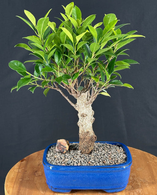 Ficus Retusa Bonsai Tree-Aged Straight Trunk-(Ficus Retusa)