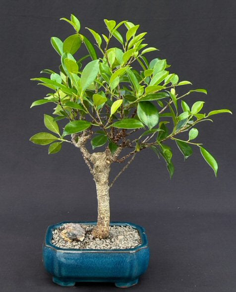 Ficus Retusa Bonsai Tree - Medium-(Ficus Retusa)