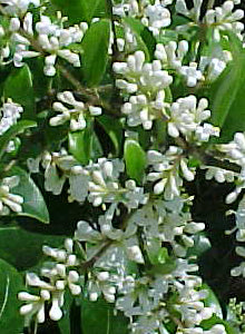 Flowering Ligustrum Bonsai Tree - Curved Trunk & Tiered Branching - (ligustrum lucidum)