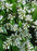 Flowering Ligustrum Bonsai Tree - Curved Trunk & Tiered Branching - (ligustrum lucidum)