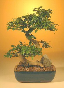 Flowering Ligustrum Bonsai Tree - Large Curved Trunk Style -(ligustrum lucidum)