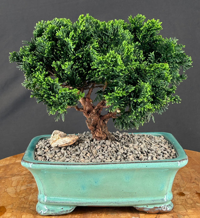 Hinoki Cypress Bonsai Tree - Evergreen Conifer - Medium - (chamecyparis obtusa 'nana')