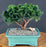Hinoki Cypress Bonsai Tree - Evergreen Conifer - Medium - (chamecyparis obtusa 'nana')