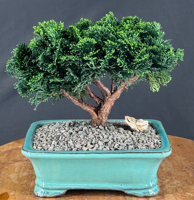 Hinoki Cypress Bonsai Tree - Evergreen Conifer - Medium - (chamecyparis obtusa 'nana')