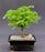 Norfolk Island Pine Bonsai Tree - Medium -(Araucaria Heterophila)