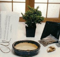 Basic Starter Kit - Juniper Procumbens-Make Your Own Bonsai Tree