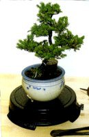 Bonsai Turntable -Indoor or Outdoor - 6 Round Diameter