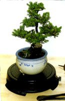 Bonsai Turntable -Indoor or Outdoor - 12 Round Diameter