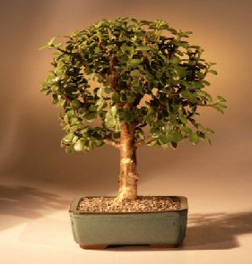 Baby Jade Bonsai Tree - Medium-(Portulacaria Afra)