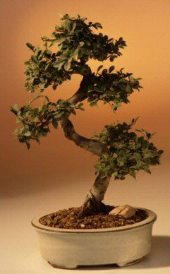 Chinese Elm Bonsai Tree - Large - Curved Trunk Style - (Ulmus Parvifolia)