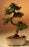 Chinese Elm Bonsai Tree - Large - Curved Trunk Style - (Ulmus Parvifolia)