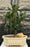 Japanese Dwarf Pagoda Holly-(Ilex Crenata dwarf Pagoda)
