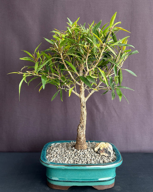 Willow Leaf Ficus Bonsai Tree-Medium -(Ficus Nerifolia/Salisafolia)