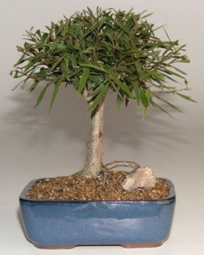 Willow Leaf Ficus Bonsai Tree-Medium -(Ficus Nerifolia/Salisafolia)