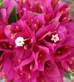 Flowering Bougainvillea Bonsai Tree - Medium - (Pink Pixie)