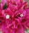 Flowering Bougainvillea Bonsai Tree - Medium - (Pink Pixie)