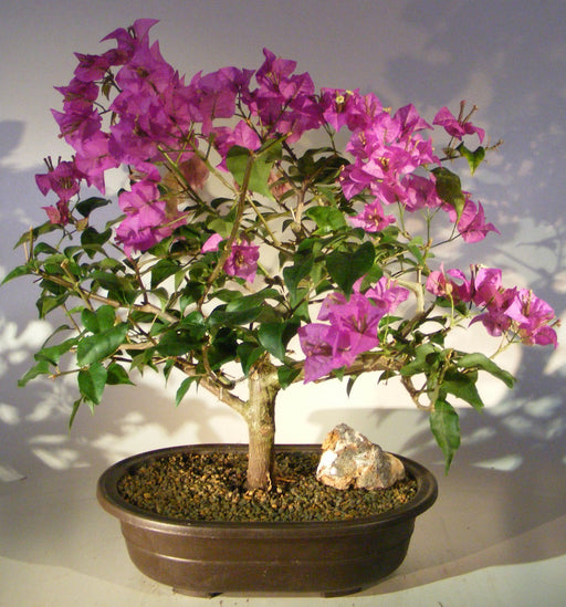 Flowering Bougainvillea Bonsai Tree - Large -(Pink Pixie)