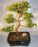 Juniper Karate Kid Bonsai Tree -(Juniper Procumbens nana)