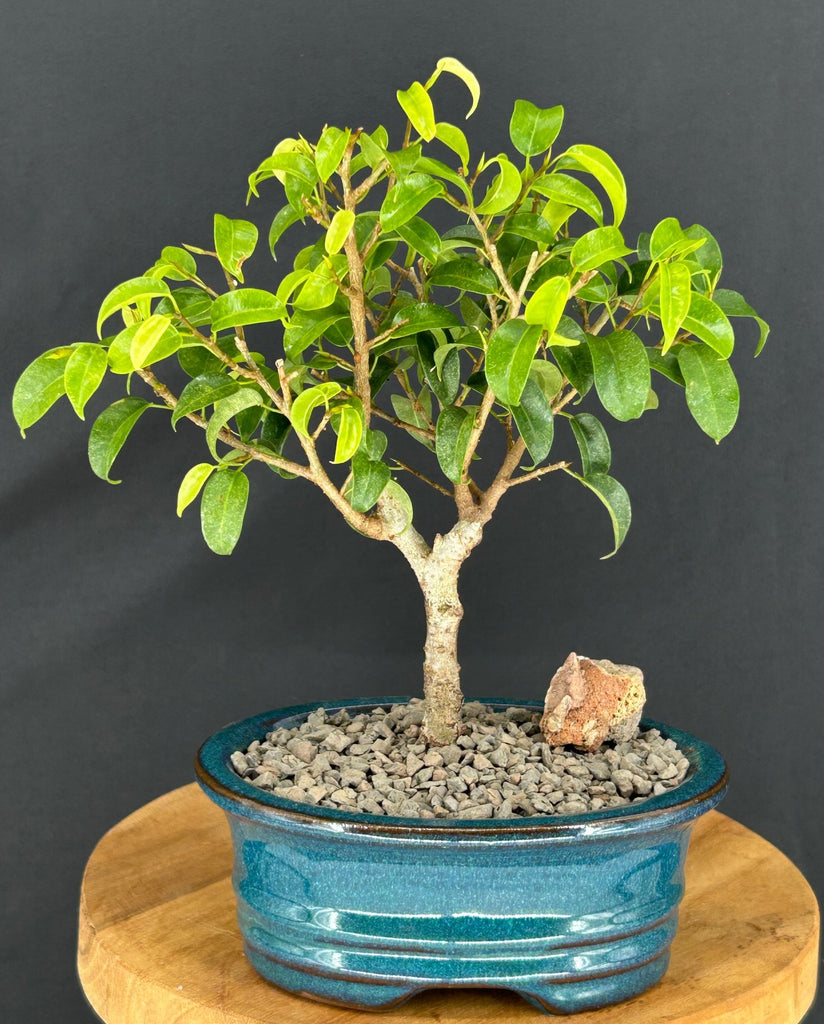 bonsai tree near me indoor Ficus 'Too Little' Bonsai Tree