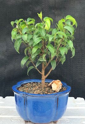 Ficus 'Too Little' Bonsai Tree - Small-(ficus benjamina too little)