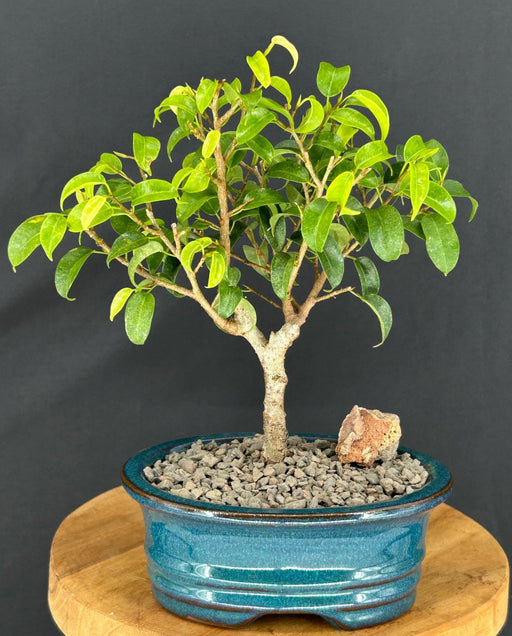Ficus 'Too Little' Bonsai Tree - Small-(ficus benjamina too little)
