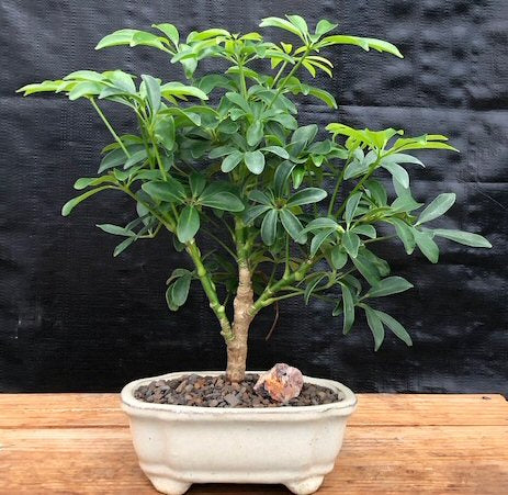 Hawaiian Umbrella Bonsai Tree - Small -(arboricola schefflera 'luseanne')