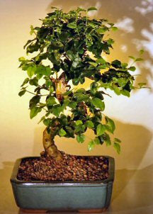 Flowering Ligustrum Bonsai Tree with Curved Trunk-Medium-(ligustrum lucidum)