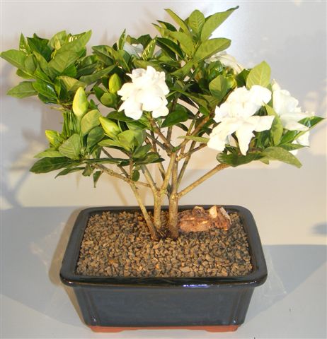 Flowering Gardenia Bonsai Tree - Multi Trunk Style -(gardenia jasminoides)
