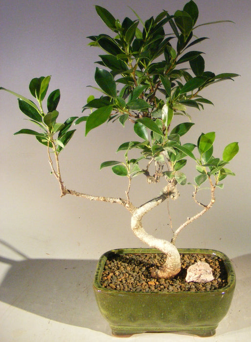 Ficus Retusa Bonsai Tree - Small- Curved Trunk Style
