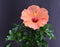 Flowering Peach Tropical Hibiscus Bonsai Tree - (rosa sinsensis)