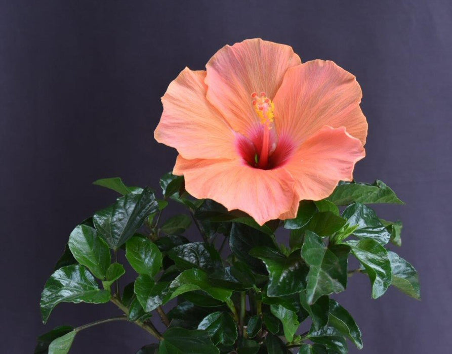 Flowering Peach Tropical Hibiscus Bonsai Tree - (rosa sinsensis)