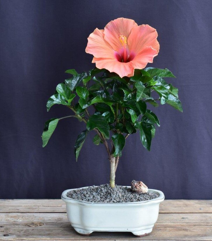 Flowering Peach Tropical Hibiscus Bonsai Tree -(rosa sinsensis)