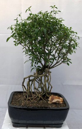 Chinese Flowering White Serissa Bonsai Tree - Large-Tree of a Thousand Stars-Raised Roots-(Serissa Japonica)