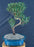 Flowering Chinese Myrtle Bonsai Tree - Curved Trunk Style - (myrtus communis 'compacta')