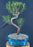 Flowering Chinese Myrtle Bonsai Tree - Curved Trunk Style - (myrtus communis 'compacta')