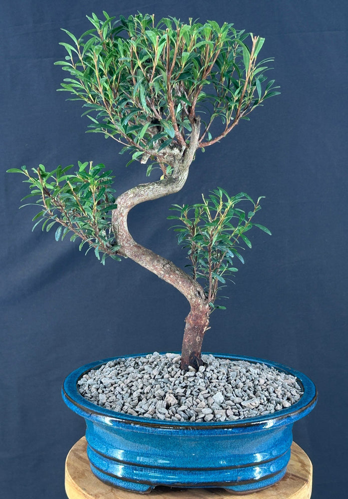 Flowering Chinese Myrtle Bonsai Tree - Curved Trunk Style - (myrtus communis 'compacta')