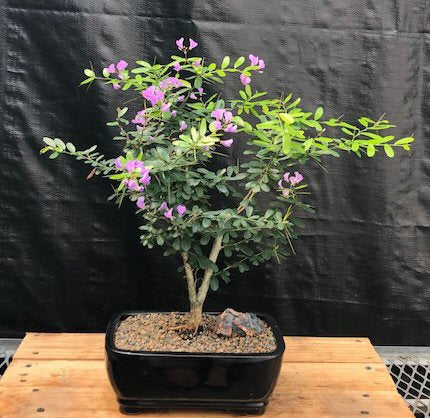 Flowering Desmodium Bonsai Tree -(Desmodium Unifoliatium)