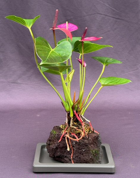 Flowering Purple Anthurium In Hawaiian Lava Rock (small talk) Bonsai Tree -(anthurium andraeanum)