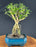 Chinese Flowering White Serissa Bonsai Tree-Raised Roots-Tree of a Thousand Stars-(Serissa Japonica)