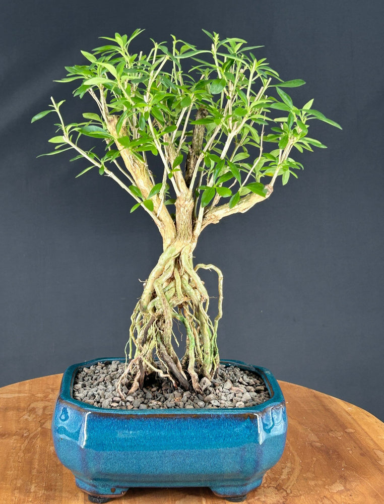Chinese Flowering White Serissa Bonsai Tree-Raised Roots-Tree of a Thousand Stars-(Serissa Japonica)
