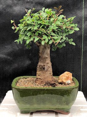 Chinese Elm Bonsai Tree - Aged -Straight Trunk Style - Large-(ulmus parvifolia)