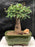 Chinese Elm Bonsai Tree - Aged -Straight Trunk Style - Large-(ulmus parvifolia)