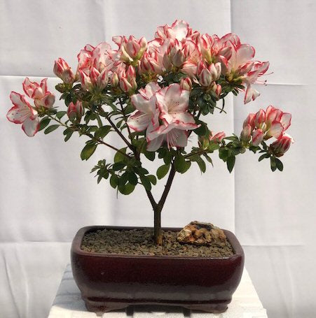 Flowering Azalea Bonsai Tree -(Azalea Japonica 'Sachsenstern')